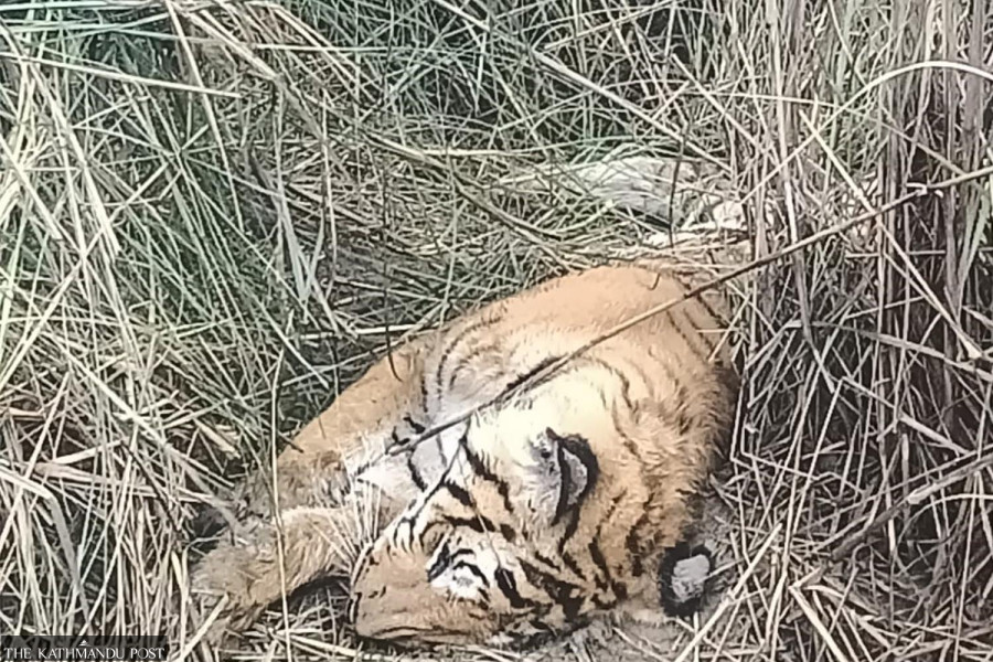 Tiger found dead in Chitwan National Park