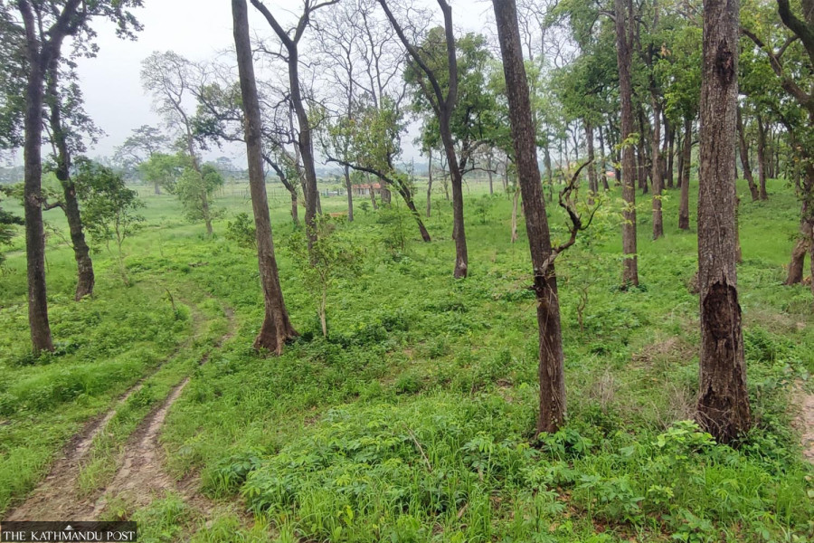 Trees stand in the way of long-awaited blackbuck relocation to Chitwan