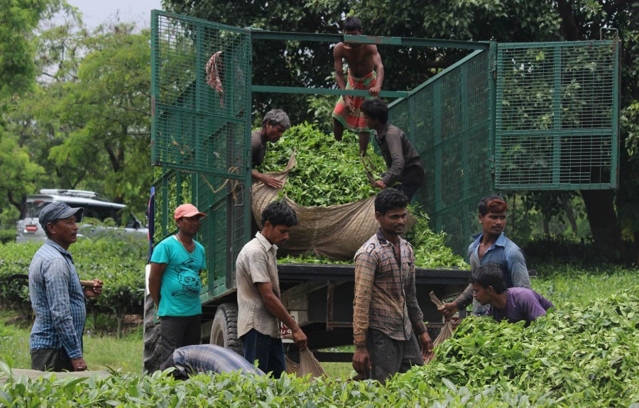 Unlocking the shackles of tea export