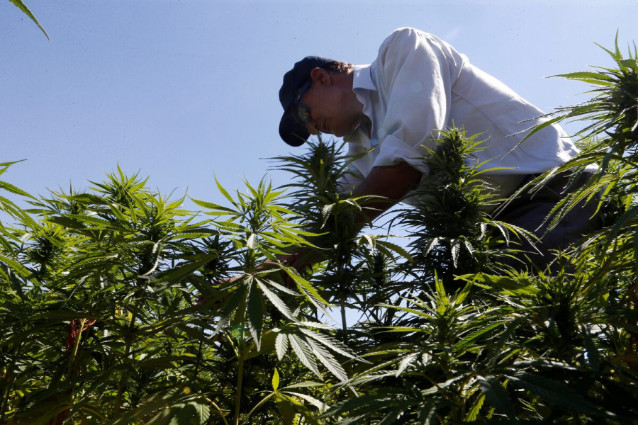 Whatever Nepal decides on cannabis, it should first document its landraces