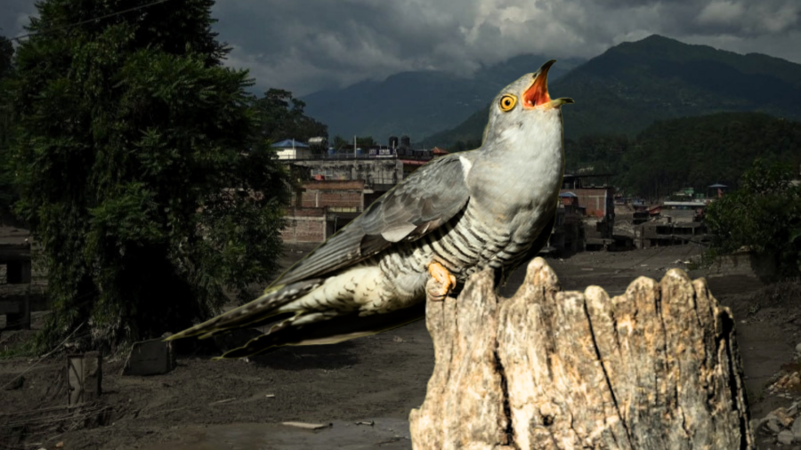 The silence of the cuckoo bird and catastrophic floods warn Nepal’s climate future is already here