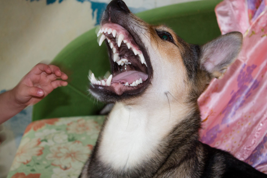 We know how to stop rabies. We just aren’t doing it