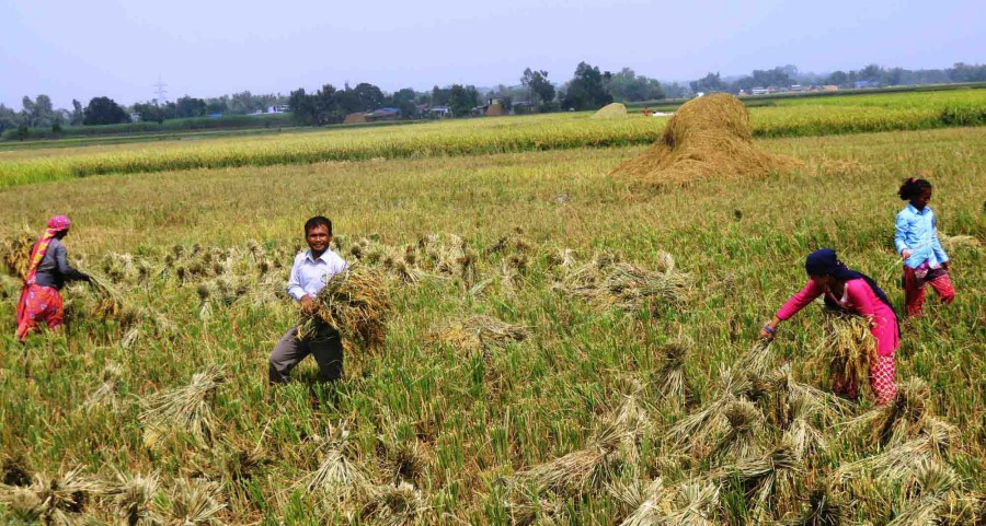 Nepal’s food system is under strain. Are we prepared to safeguard our future?