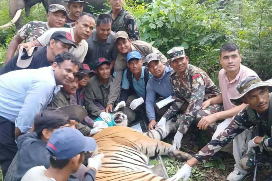 ‘Problem’ tiger captured after terrorising villages in Bardiya
