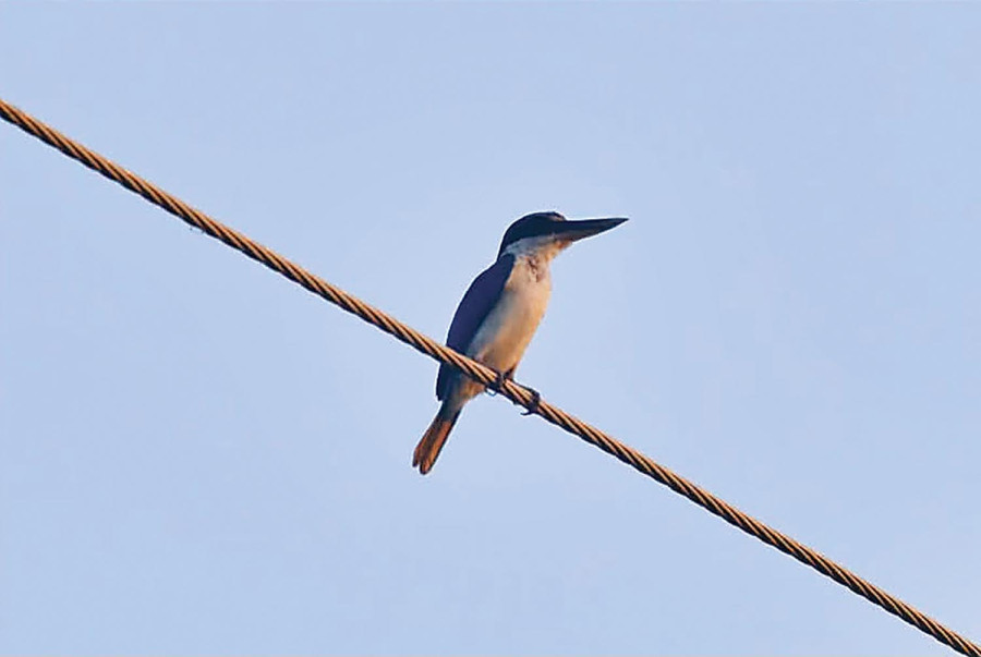 Collared kingfisher sighted in Dhanusha, a first for Nepal