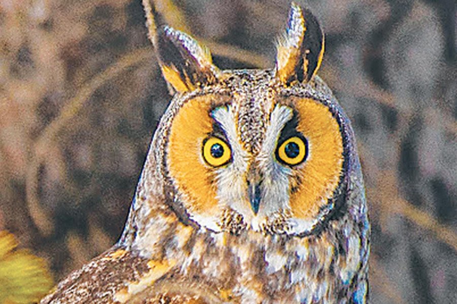 How birding can help relieve stress and anxiety
