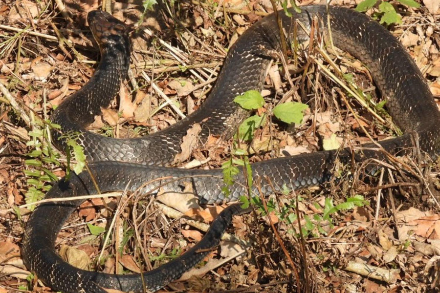 Rise in king cobra sightings alarms Chitwan buffer zone communities