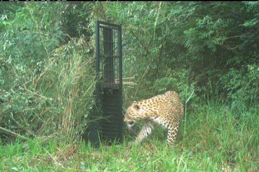 Wildlife attacks kill 11 in Bardiya in under a year