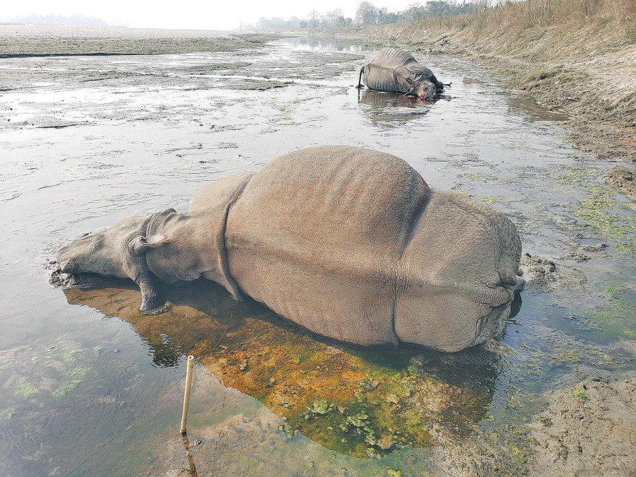 Electric traps emerge as growing threat to rhino conservation in Nepal