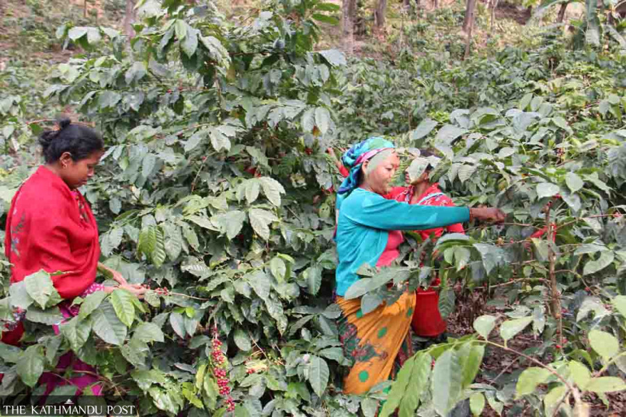 Khanikhola farmers shift from maize and buckwheat to coffee cultivation