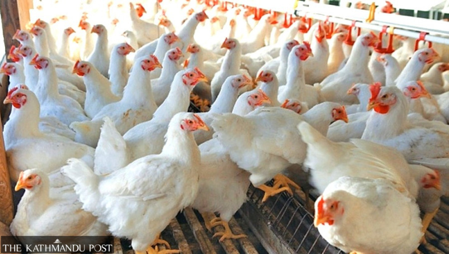 Labour shortage slows culling at bird flu-hit Valley farms