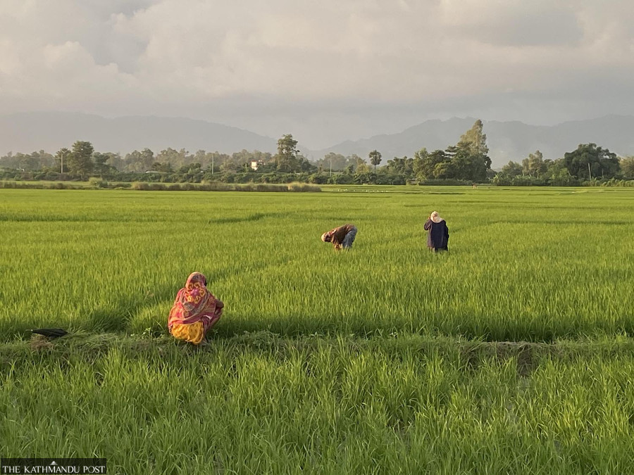 More farmers are getting insurance, but crops are still left behind