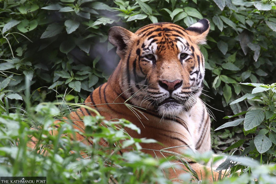 Tiger conservation leaves families on forest fringes in peril