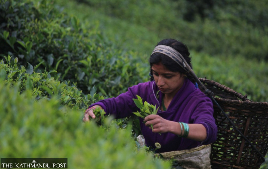 India’s recurring barriers expose battle over Nepali tea and Darjeeling brand