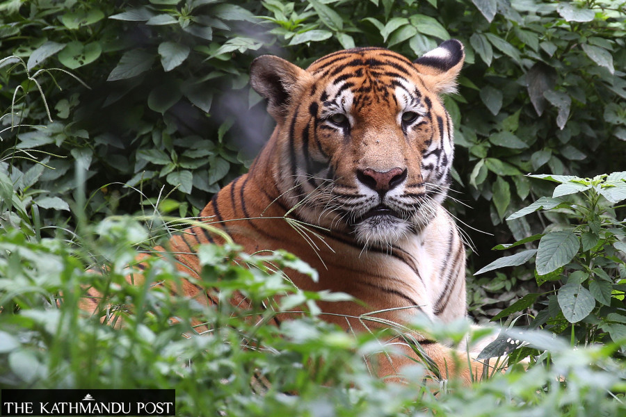 Nepal’s tiger population rises to 429, latest census shows