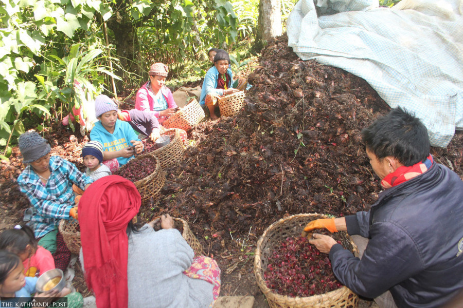  Nepal earns record Rs12 billion from large cardamom exports