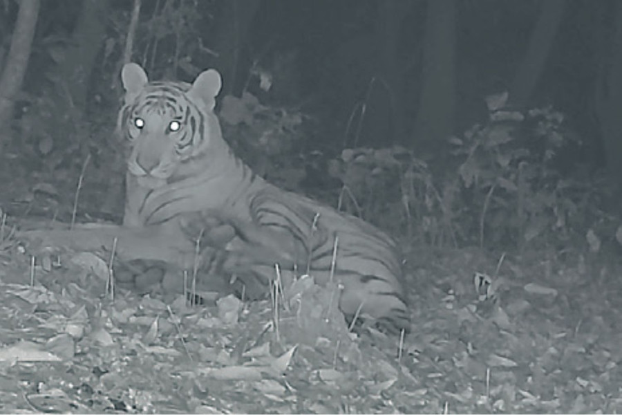 Bengal tigers move to mid-hills. Sighted in Palpa, Aghakhanchi