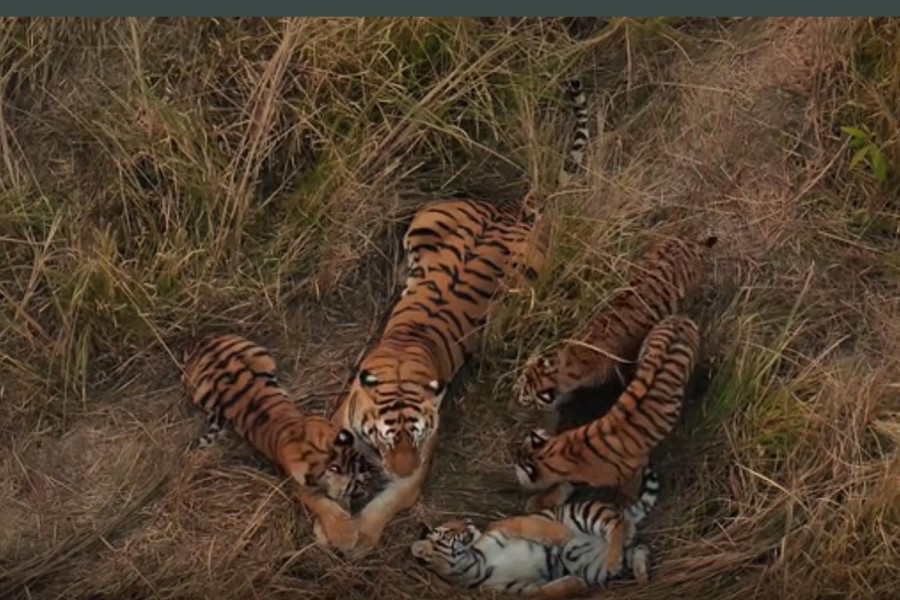 BBC documentary puts Bardiya’s tigers in global spotlight