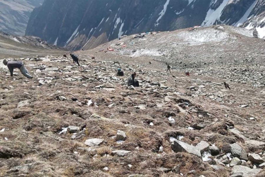 The dangerous hunt for yarsagumba is no longer paying off for Karnali’s collectors