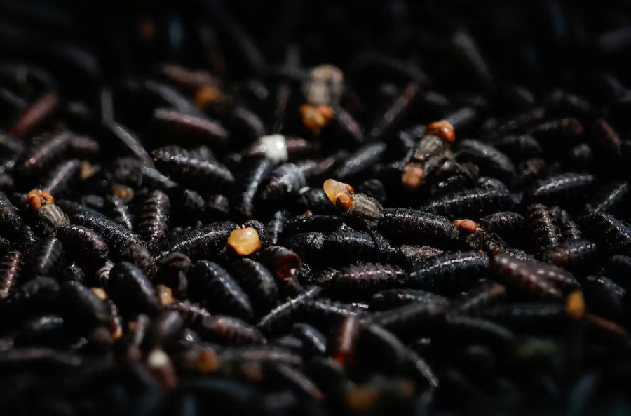 USDA to release flies near US-Mexico border to fight screwworm pest