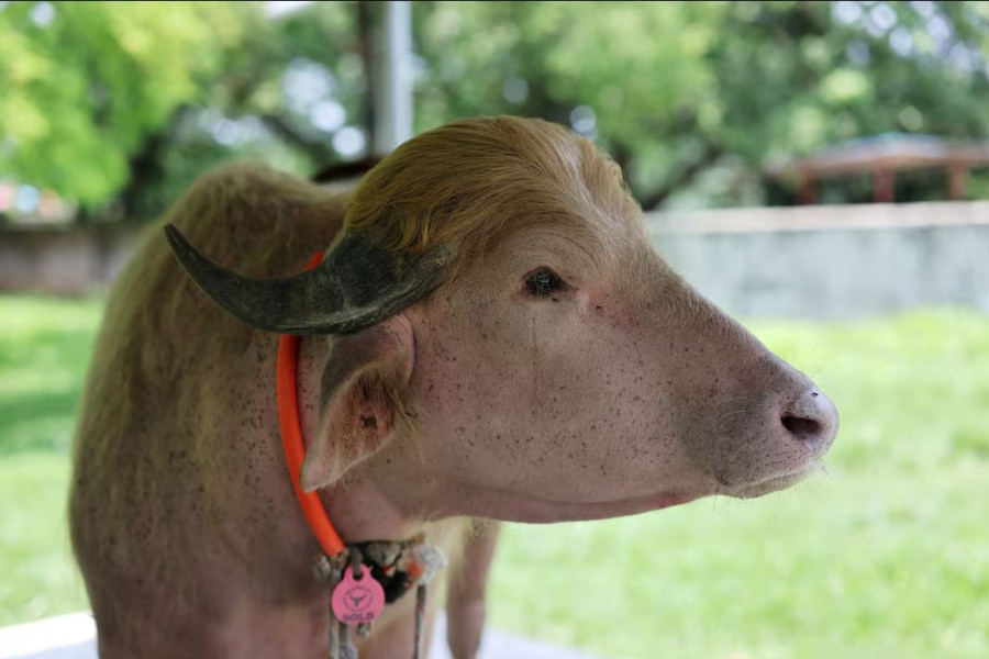 Viral fame spares ‘Donald Trump’ buffalo from Eid sacrifice in Bangladesh