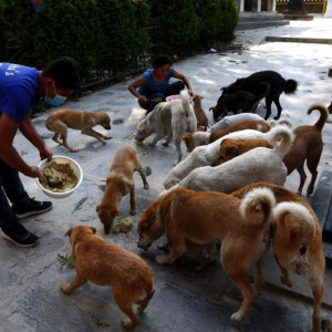 feeding stray dogs download free