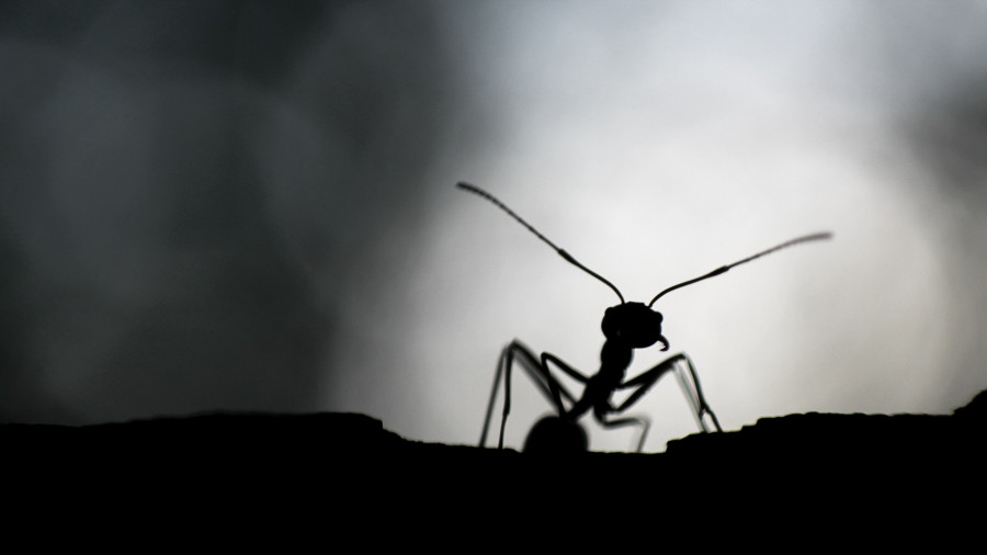 How ants and beetles remember their way home