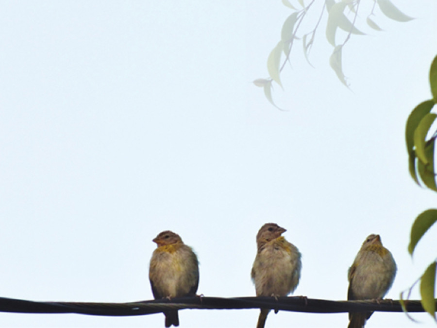 FATHER AND THE THREE NIGHTINGALES