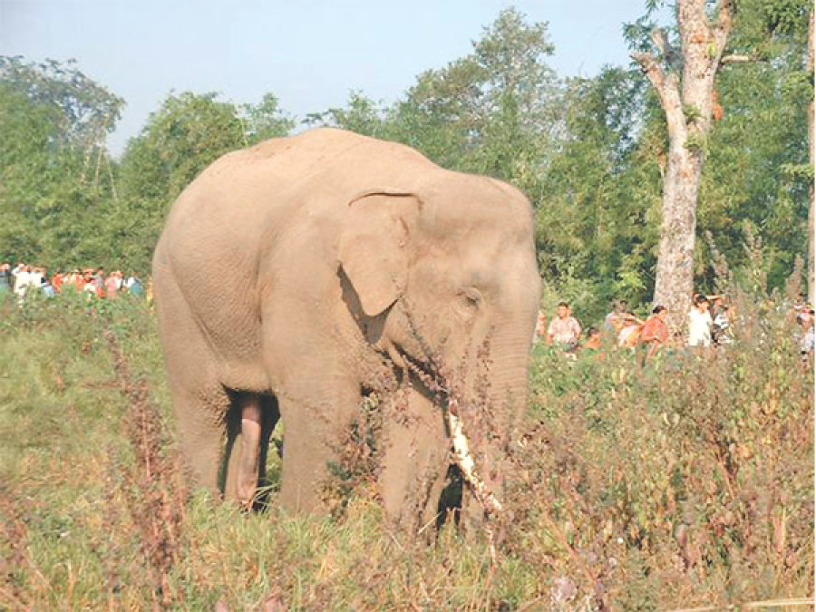 When man and elephant collide