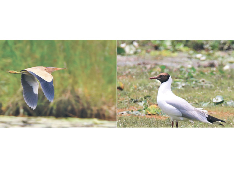Tarai bird spotted in Kaski wetland