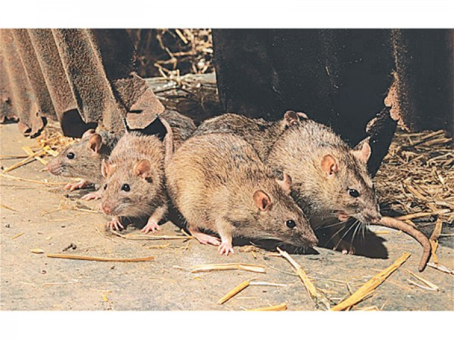 Rats causing Scrub Typhus: WHO team