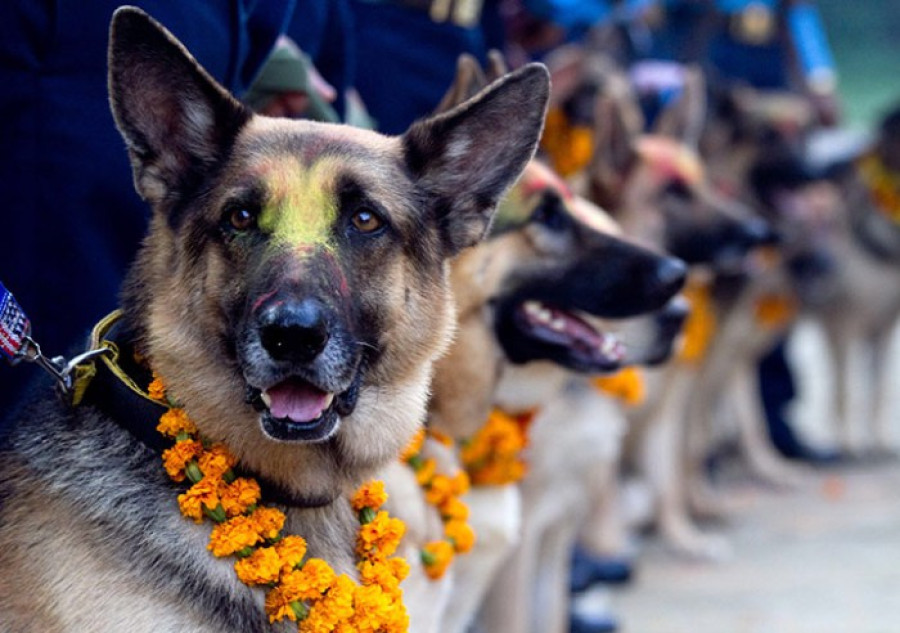 Dogs worshipped on Kukur Tihar