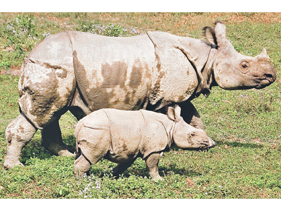 Govt to revive ‘wildlife gifting’