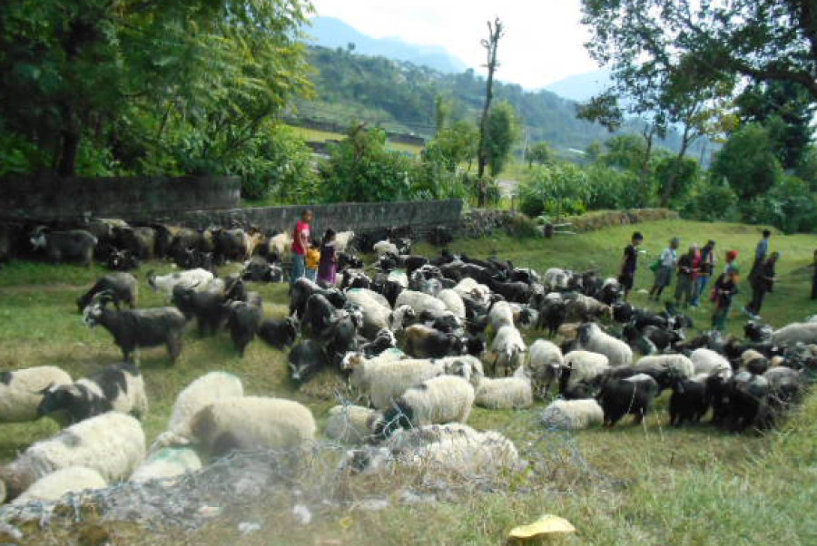 Supply of Himalayan sheep, goats shrinks