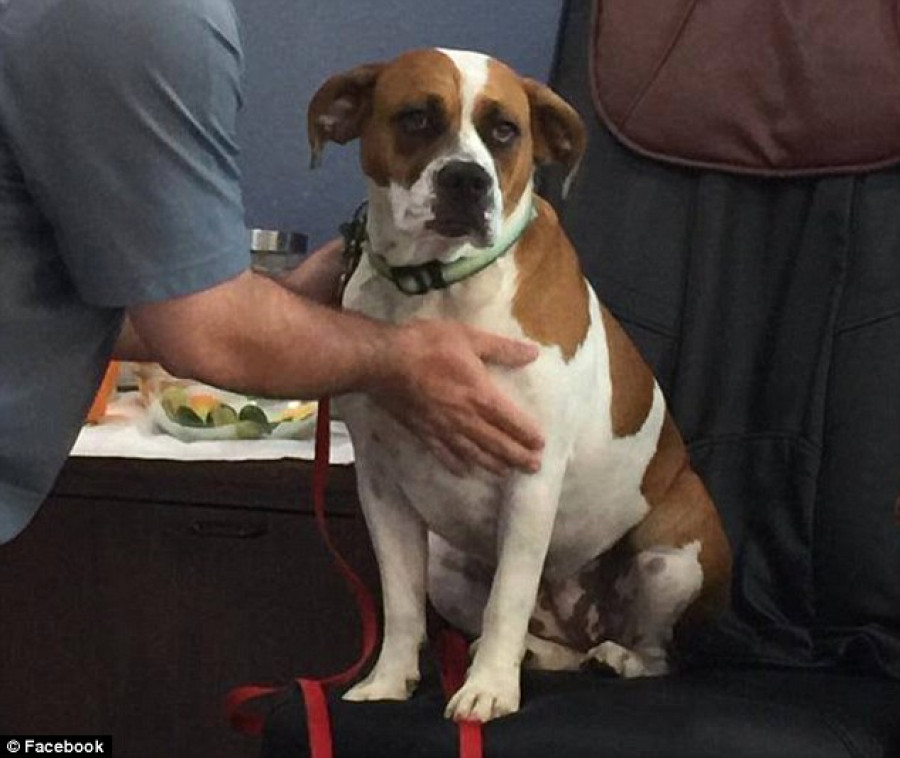 Woman asks Facebook friends to shoot her dog