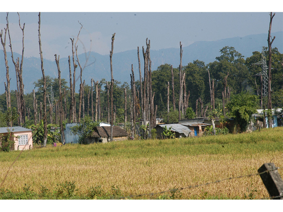 Illegal logging goes up in protest-hit Tarai districts