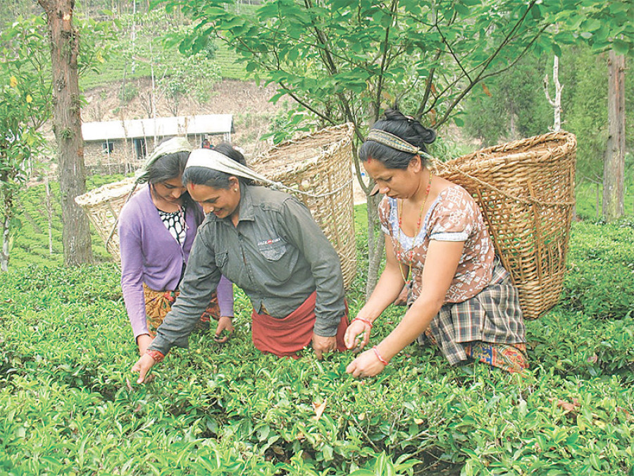 Ilam tea farmers hurt by fall in output, low prices