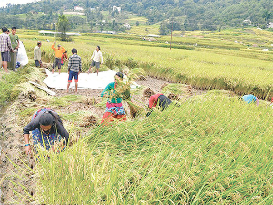 Paddy growing season passes sans fertiliser
