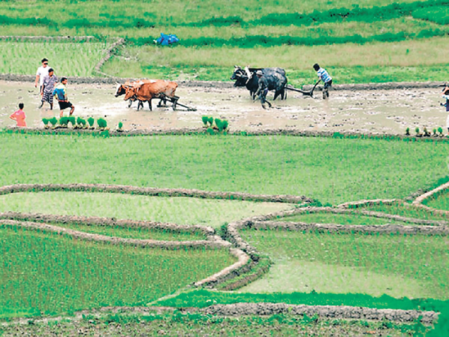 Agriculture strategy to be implemented by 2016-17