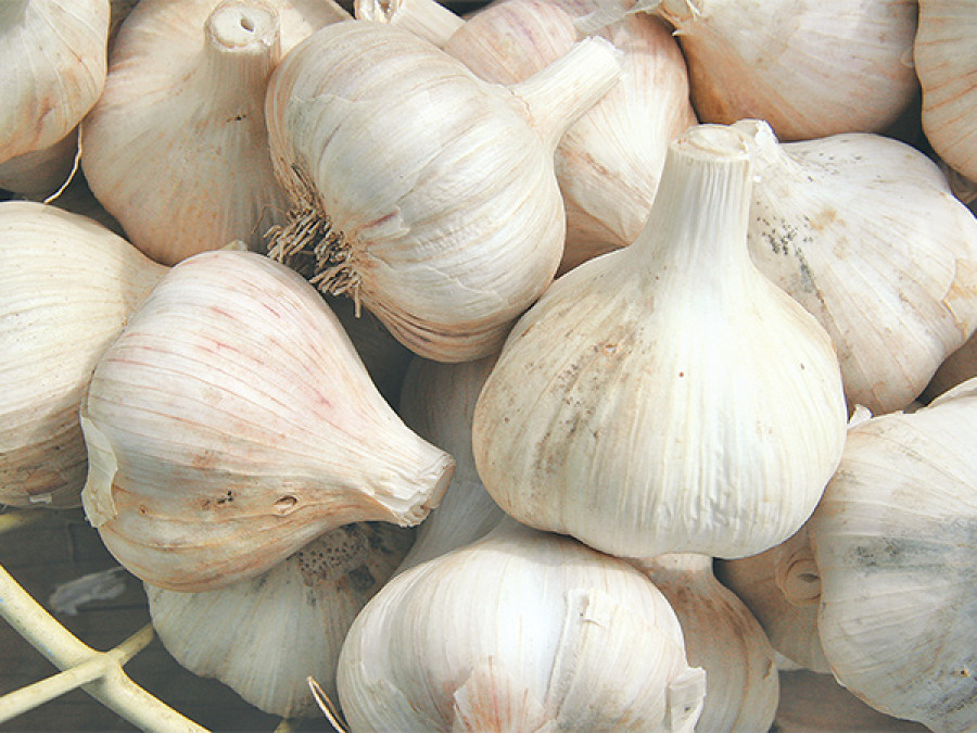 Garlic most profitable crop for Nepali farmers