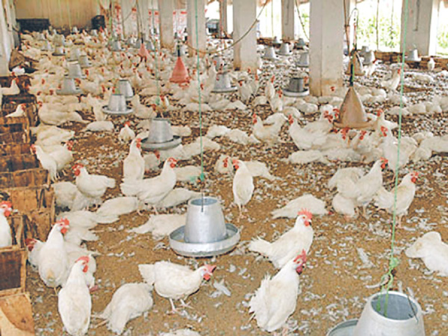 Feed, fuel shortages hit poultry industry hard