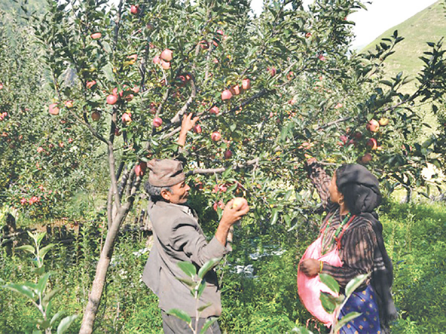 Apple farmers toast good harvest but rue low price