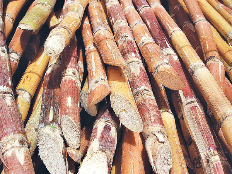 Closure of sugar mill hits farmers