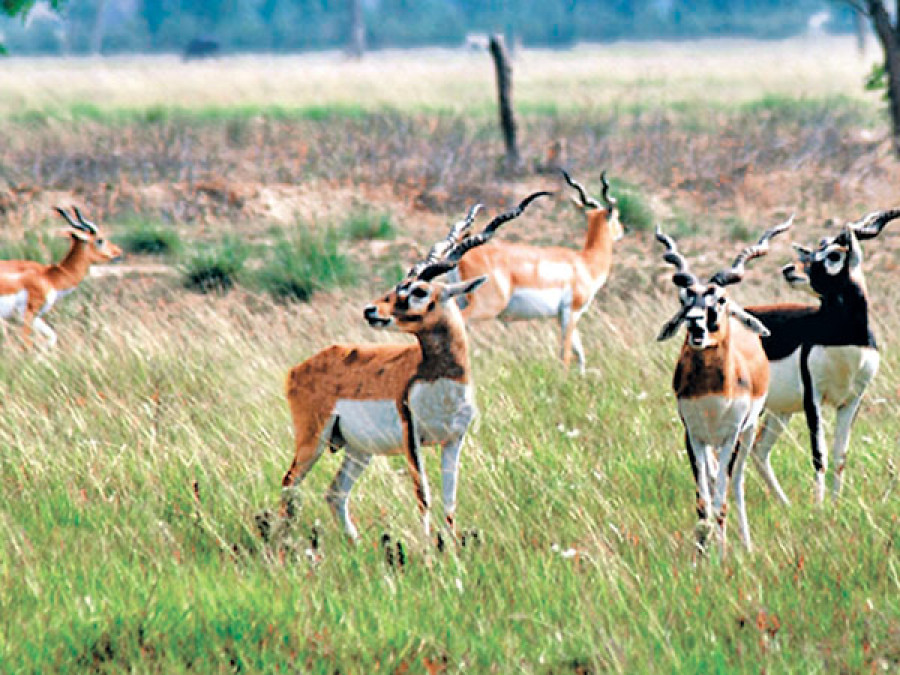 ‘Safer’ habitat being built for conservation of blackbucks