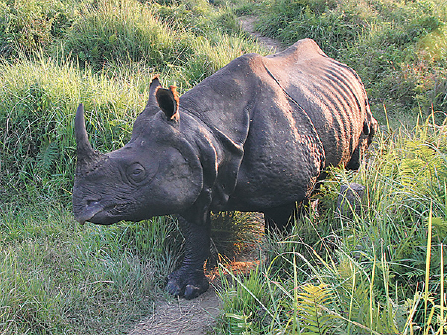 Rhino poacher ‘held’ in M’sia