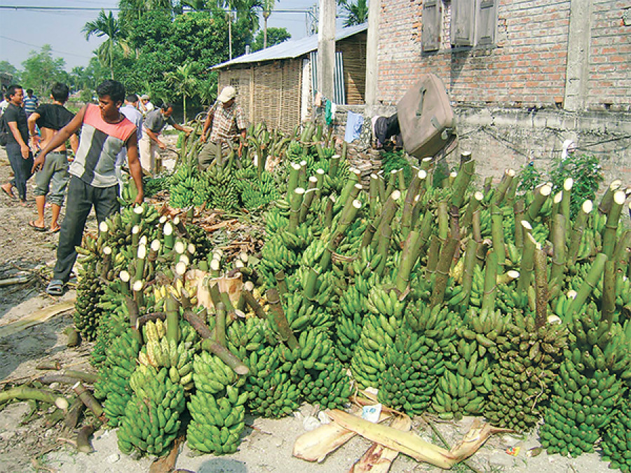 Banana production drops due to plant disease