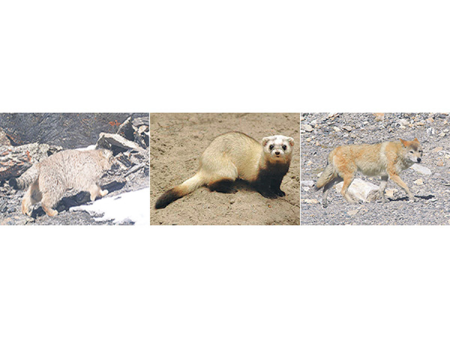 ACAP registers 3 new mammals