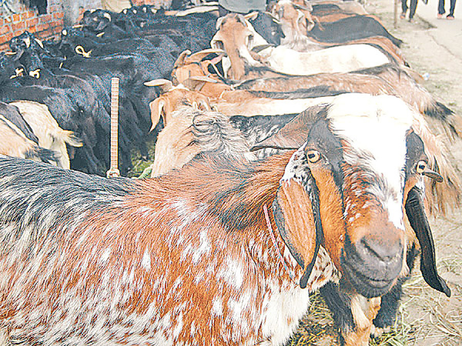 ‘Prioritise commercial goat farming’