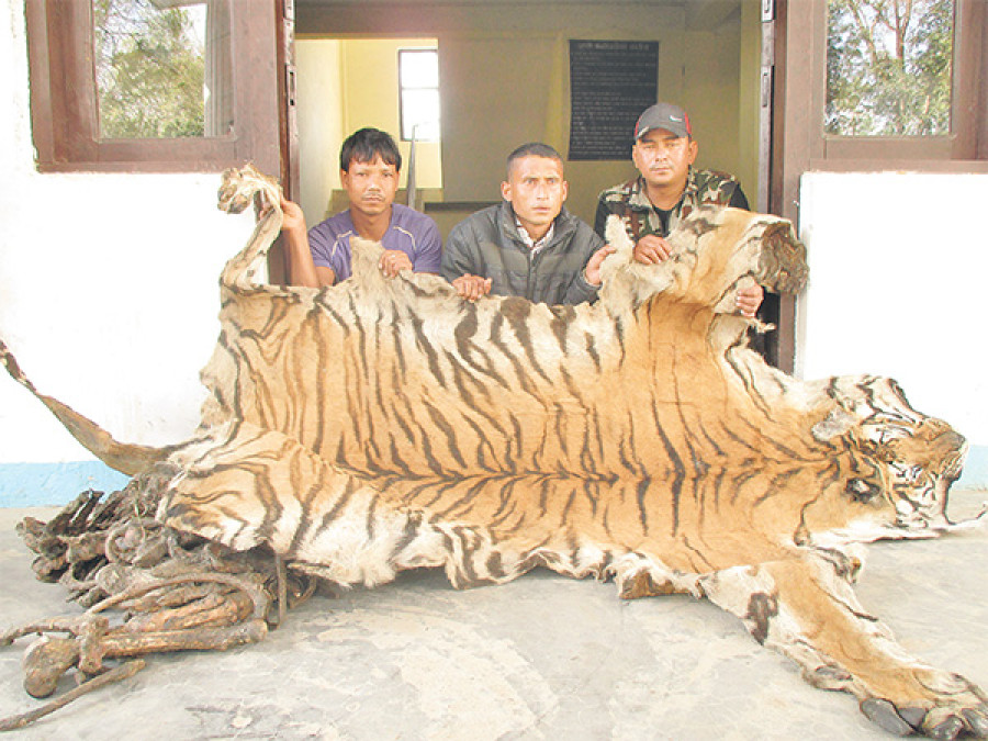 Tiger hide, bones seized