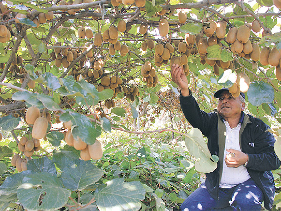 Kiwi grows in popularity among Dolakha farmers